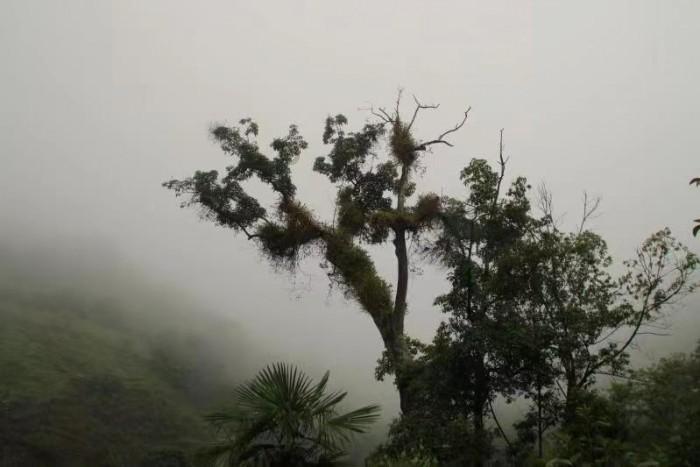 虫虫助手下载